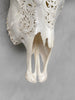 Carved Water Buffalo Skull with Leaf Scroll Design – White Bone Wall Art – Botanical Tribal Skull with Black Horns - Skull,A/057