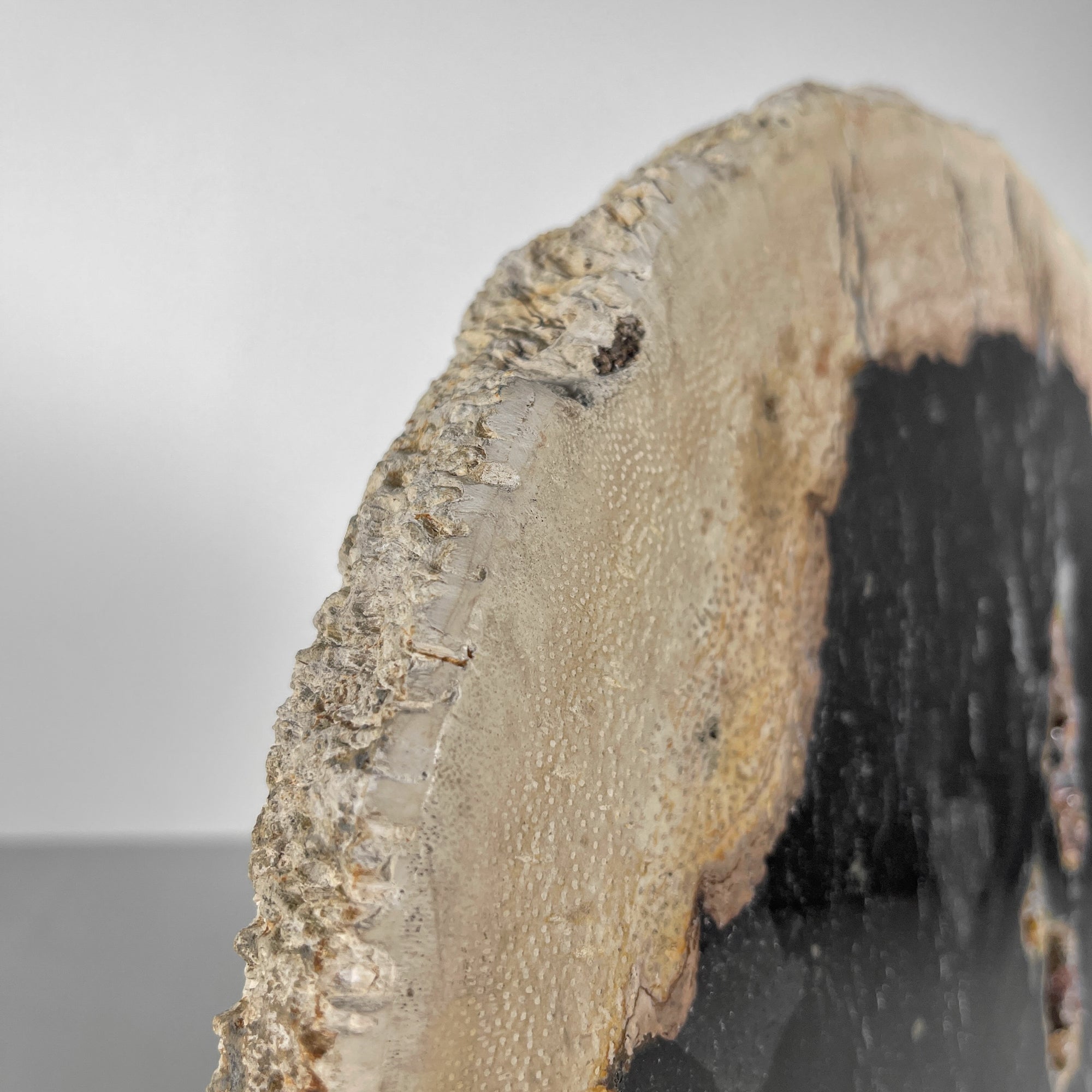 A Beautiful Slice of Petrified Palm Root on stand  PetW/052