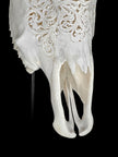 Carved Cow Skulls with Star Mandala Carving Skull,A/185