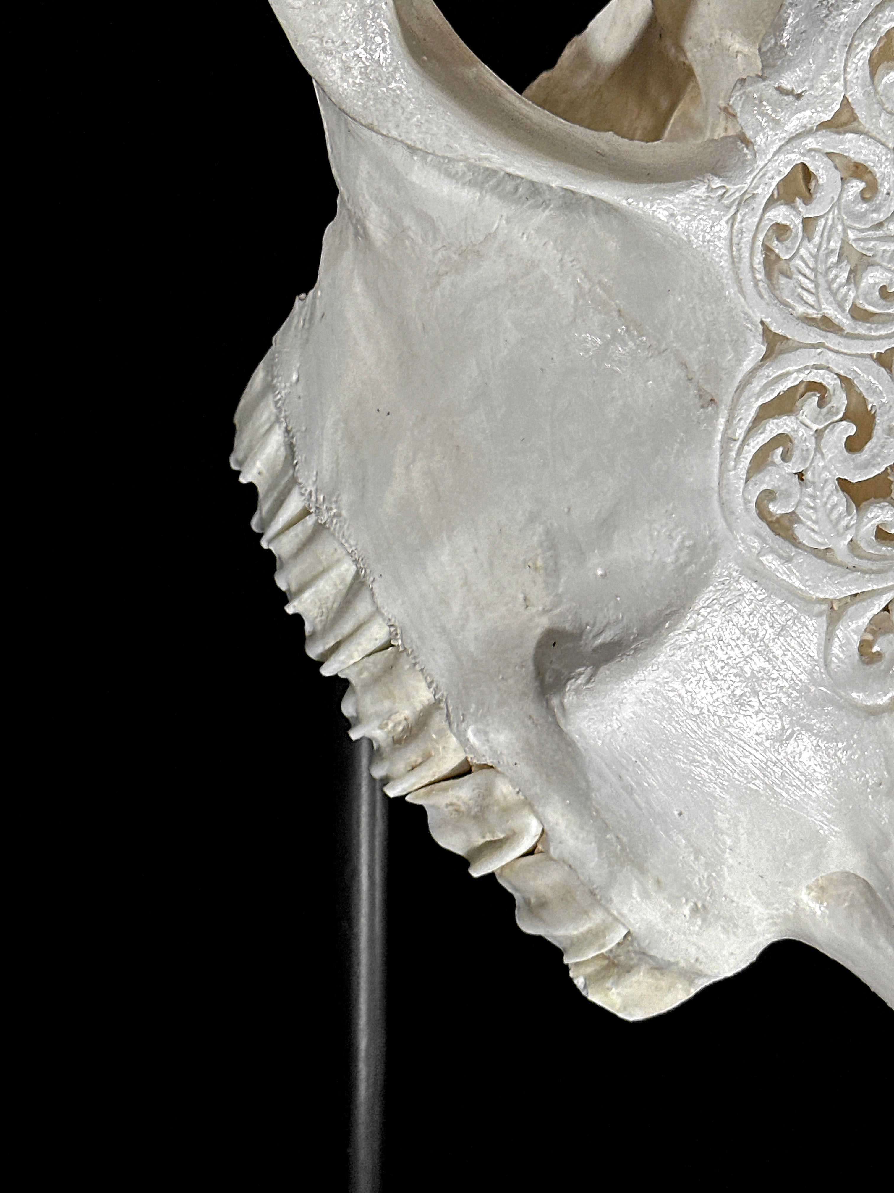 Carved Cow Skulls with Star Mandala Carving Skull,A/185