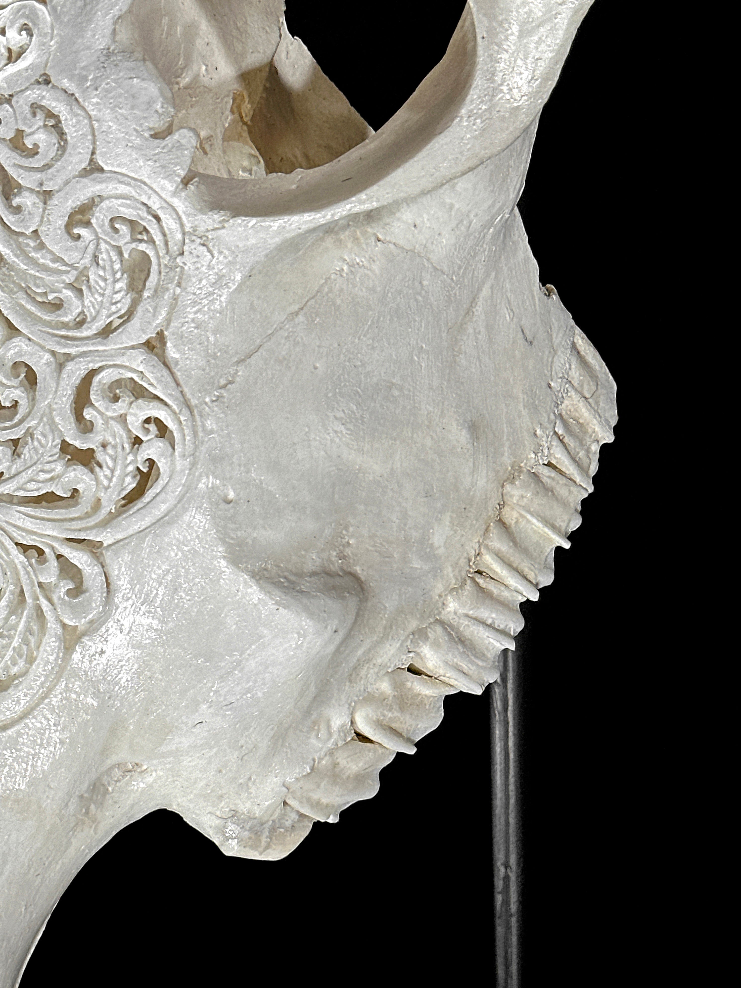 Carved Cow Skulls with Star Mandala Carving Skull,A/185