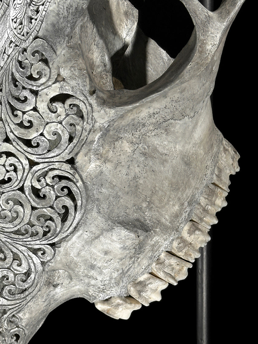Carved Cow Skulls with Flower Mandala Carving Skull,A/184