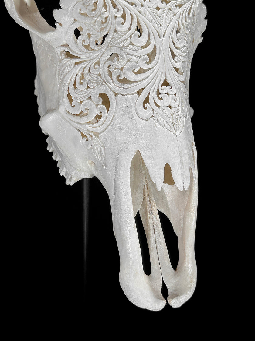 Carved Cow Skulls with Floral Carving Skull,A/186
