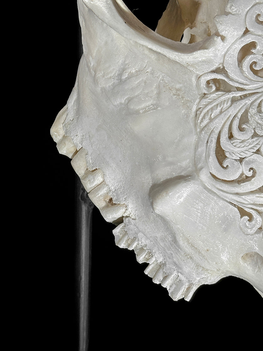 Carved Cow Skulls with Floral Carving Skull,A/186