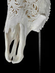 Carved Cow Skulls with Floral Carving Skull,A/186