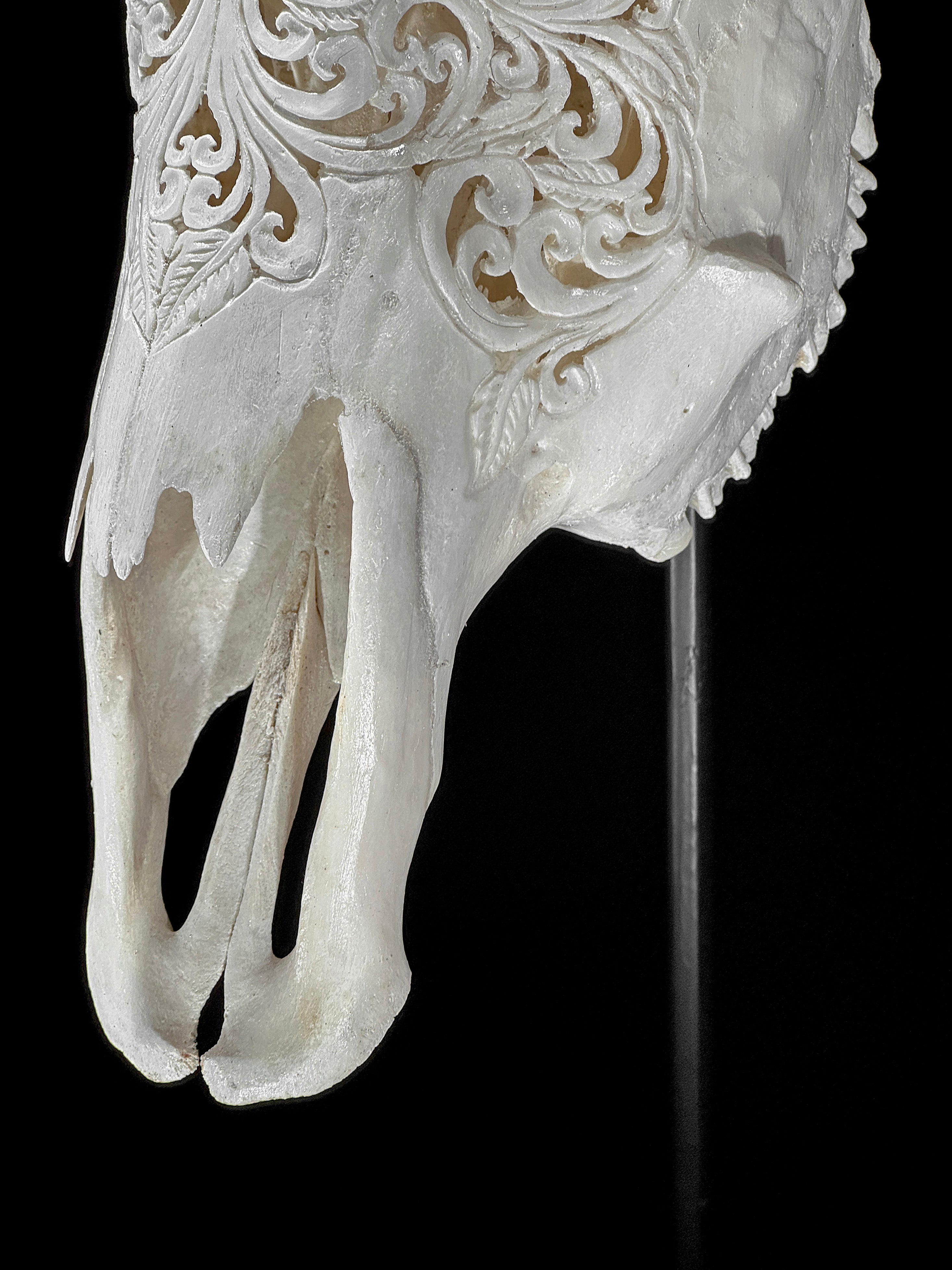 Carved Cow Skulls with Floral Carving Skull,A/186