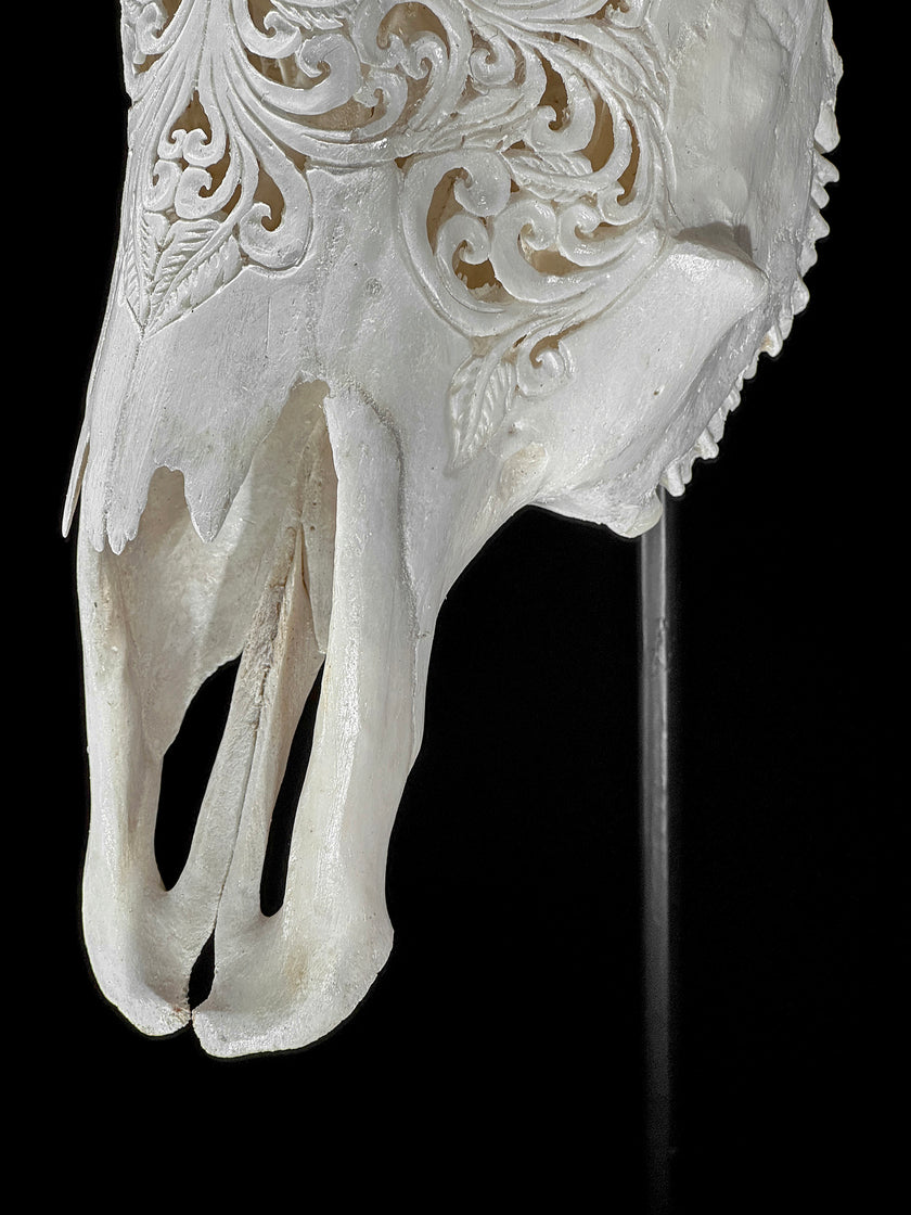 Carved Cow Skulls with Floral Carving Skull,A/186