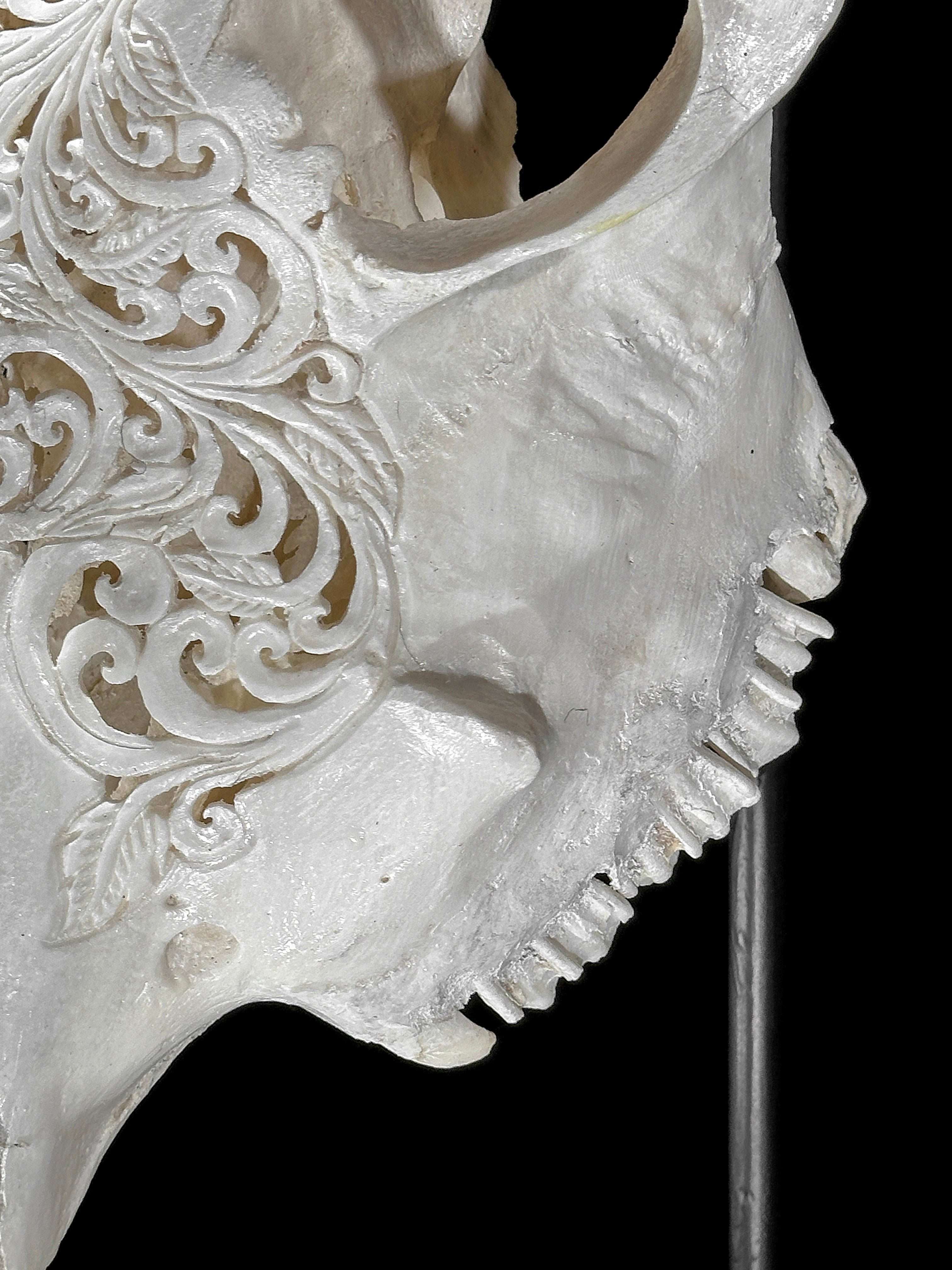 Carved Cow Skulls with Floral Carving Skull,A/186