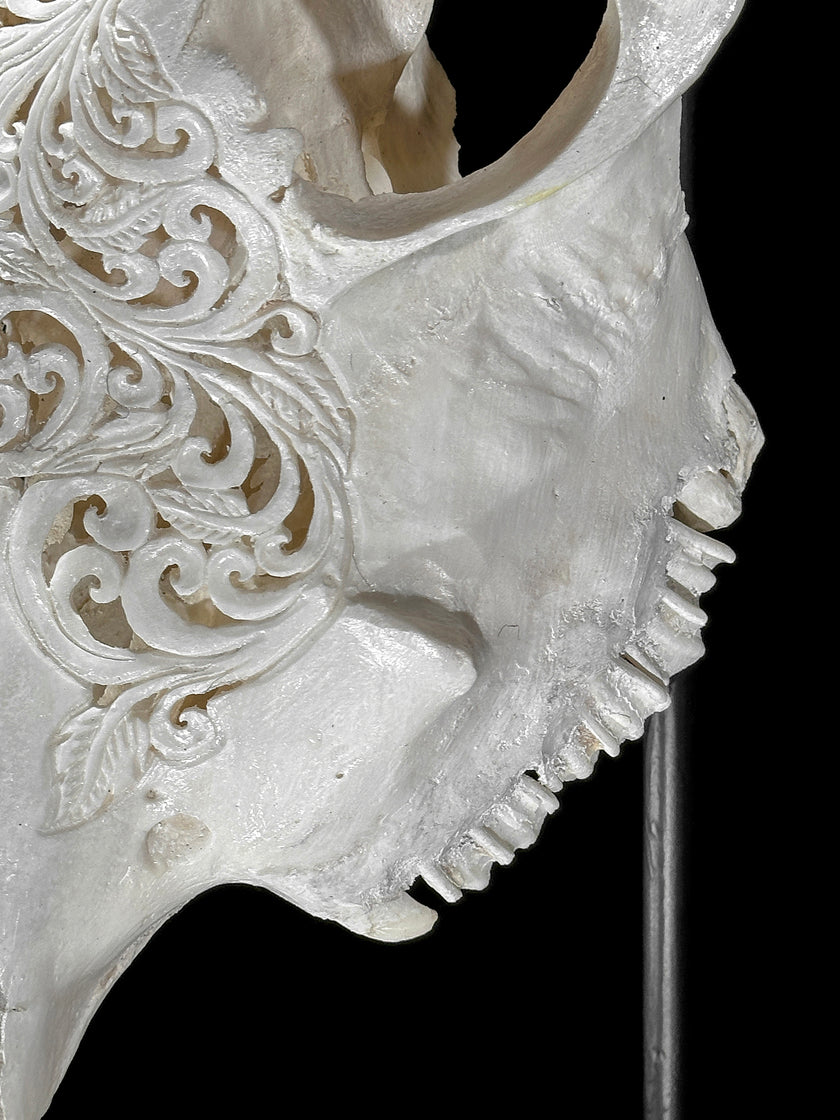 Carved Cow Skulls with Floral Carving Skull,A/186