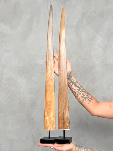 Pair of Natural Tusks on Stand – Rustic Bone Sculpture, Tribal-Inspired Home Accent - Tusk,A/053