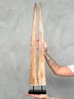 Pair of Natural Tusks on Stand – Rustic Bone Sculpture, Tribal-Inspired Home Accent - Tusk,A/054