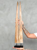 Pair of Natural Tusks on Stand – Rustic Bone Sculpture, Tribal-Inspired Home Accent - Tusk,A/054