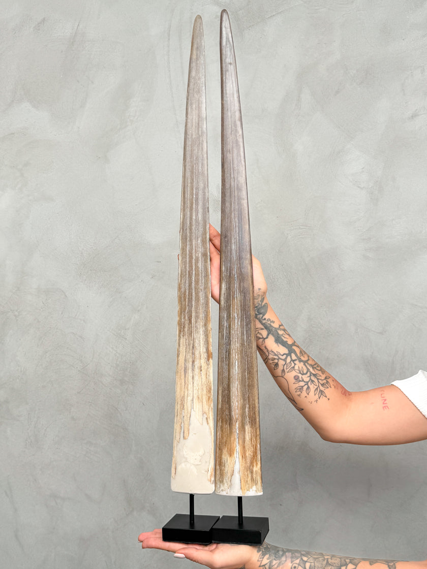 A Pair of Tusks on stand  | Tusk,A/054