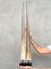 Pair of Natural Tusks on Stand – Rustic Bone Sculpture, Tribal-Inspired Home Accent - Tusk,A/054