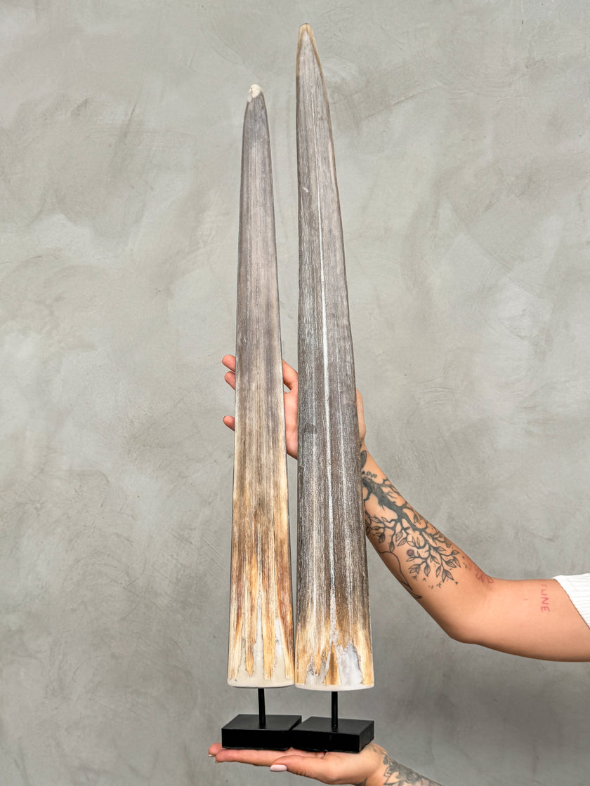 A Pair of Tusks on stand  | Tusk,A/056