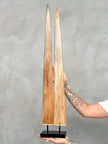 Pair of Natural Tusks on Stand – Rustic Bone Sculpture, Tribal-Inspired Home Accent - Tusk,A/051