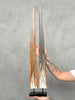 Pair of Natural Tusks on Stands – Organic Coastal Sculptures | Rustic Modern Home Accent | Sleek Earth-Inspired Display Pieces - Tusk,A/055