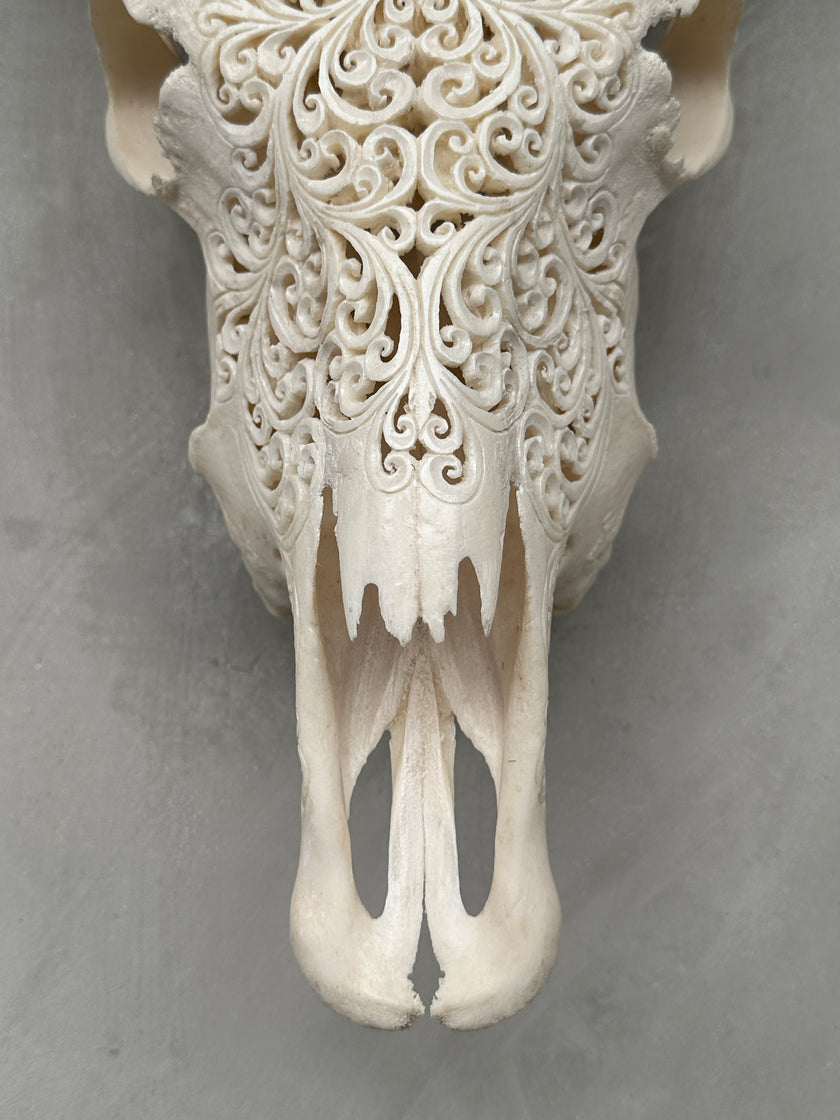 Cow Carved Star Mandala - Skull,A/013