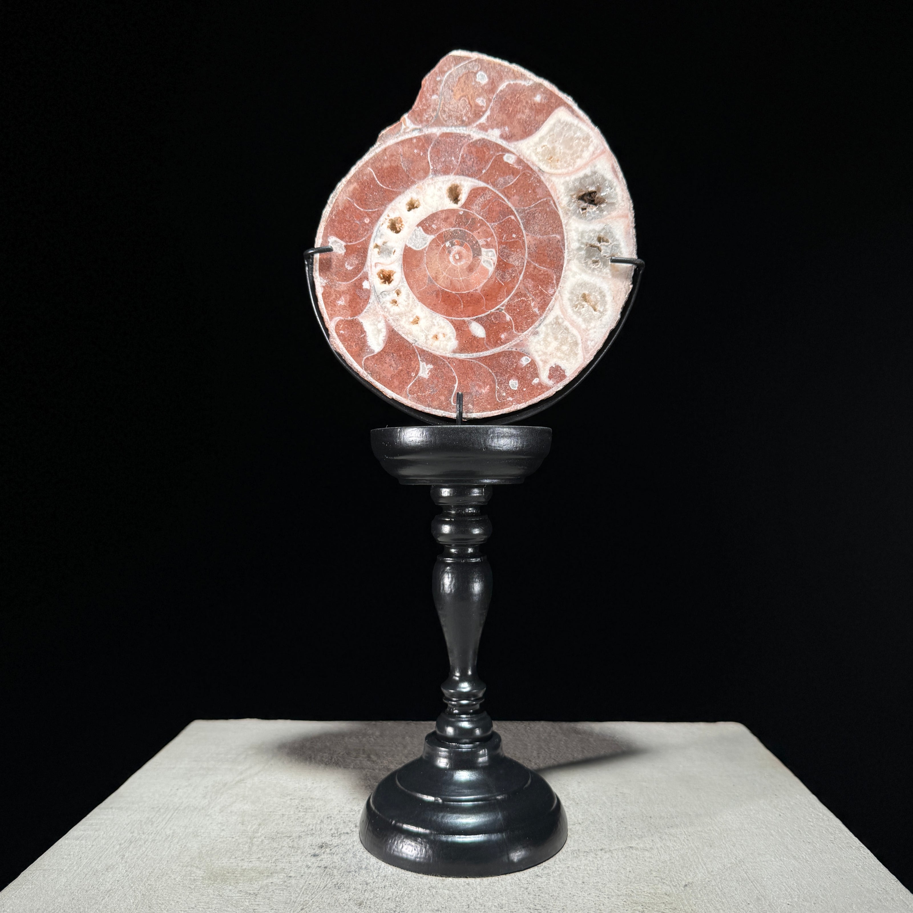 Ammonite on stand -U2/376