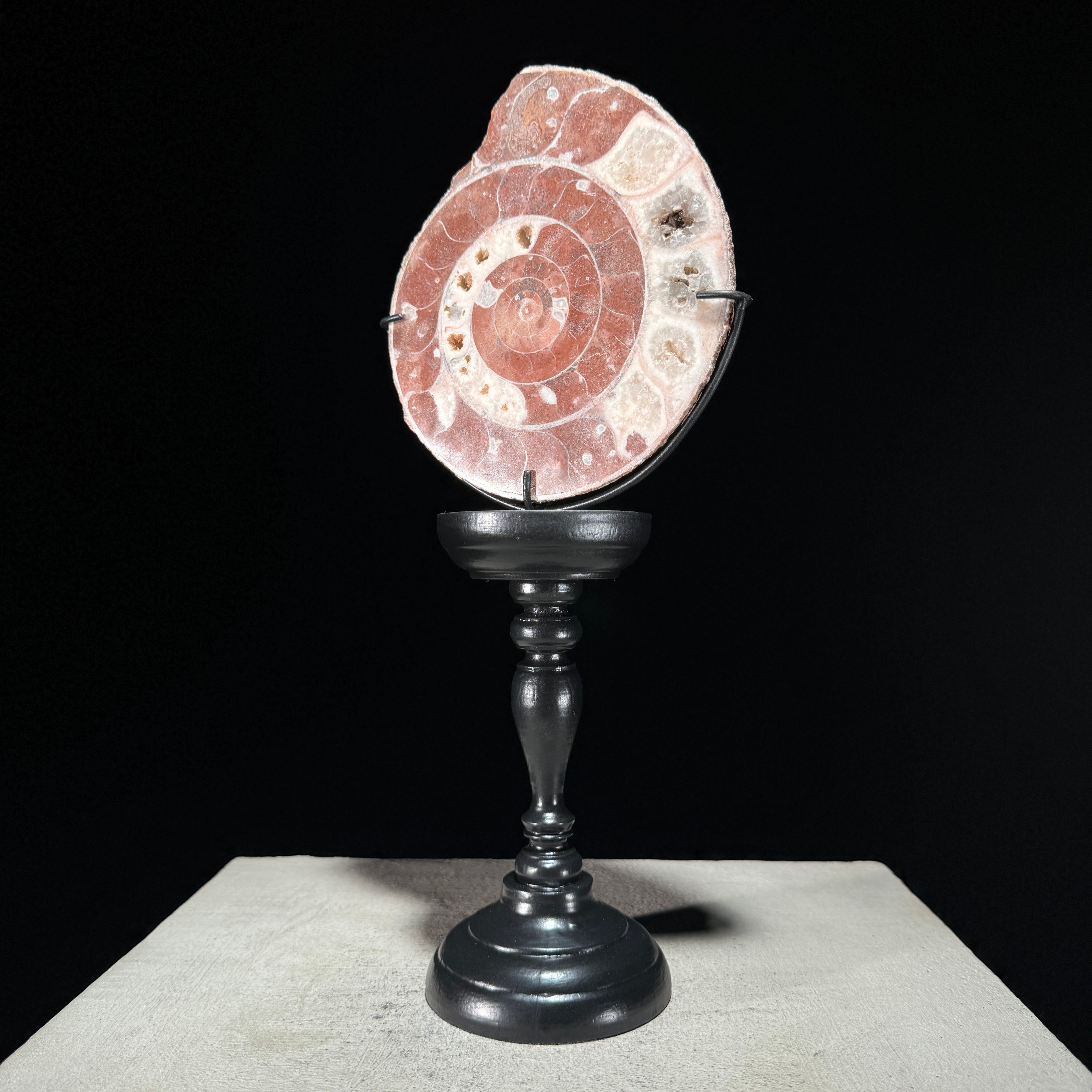 Ammonite on stand -U2/376