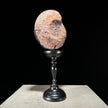 Ammonite on stand -U2/376