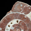 Ammonite on stand -U2/376