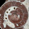 Ammonite on stand -U2/376