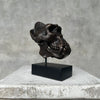 Bronze Gorilla Skull Patinated Brons - Small