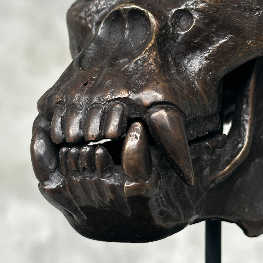 Bronze Gorilla Skull Patinated Brons - Small