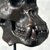 Bronze Gorilla Skull Patinated Brons - Small