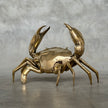 Crab Polished Bronze  - Medium