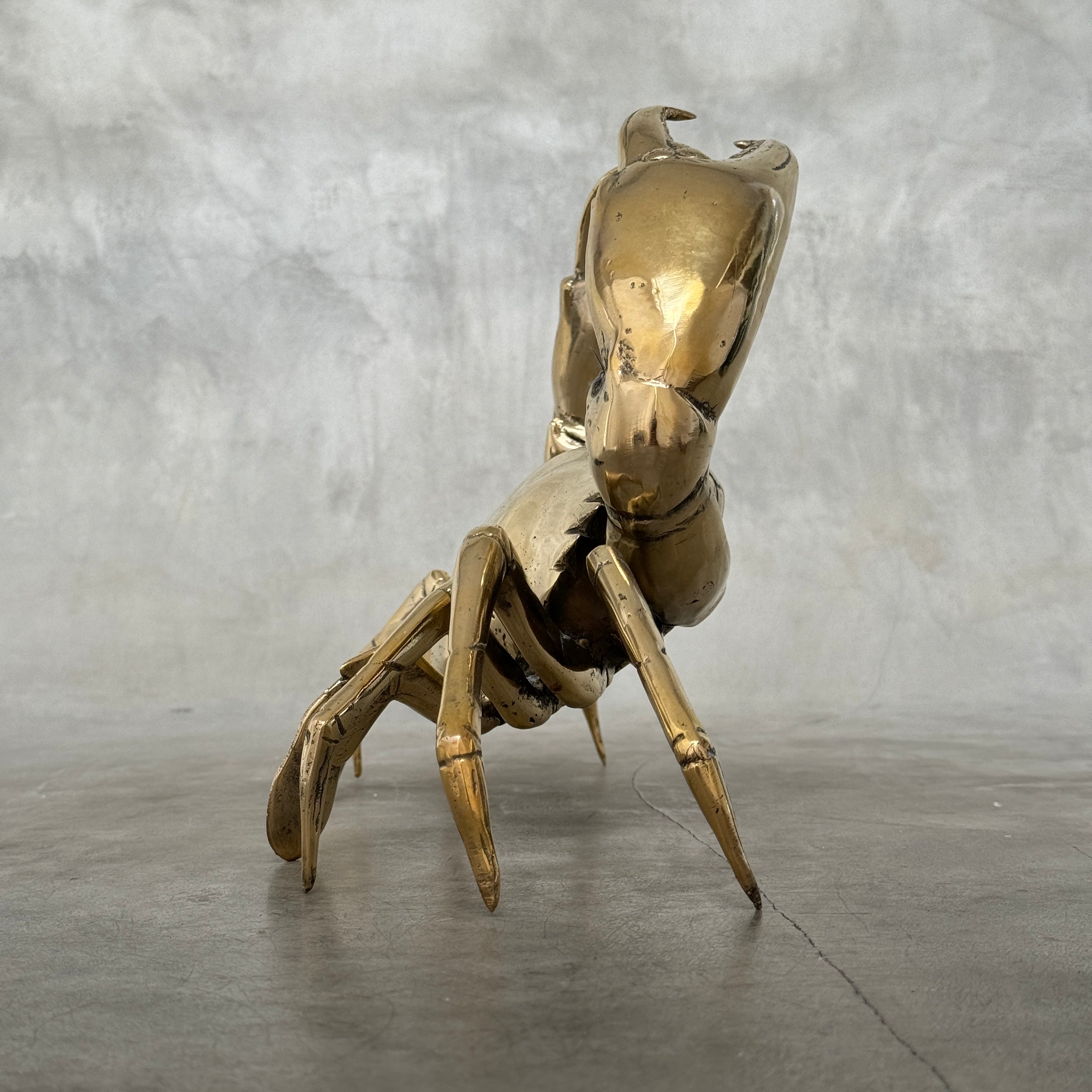 Crab Polished Bronze  - Medium