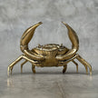 Crab Polished Bronze  - Medium