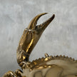 Crab Polished Bronze  - Medium