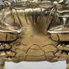 Crab Polished Bronze  - Medium