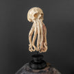 Tamarind Wood Skull with Carved Tentacles - 7E/110