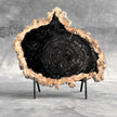Beautiful Slice of Petrified Wood on stand - O5/167
