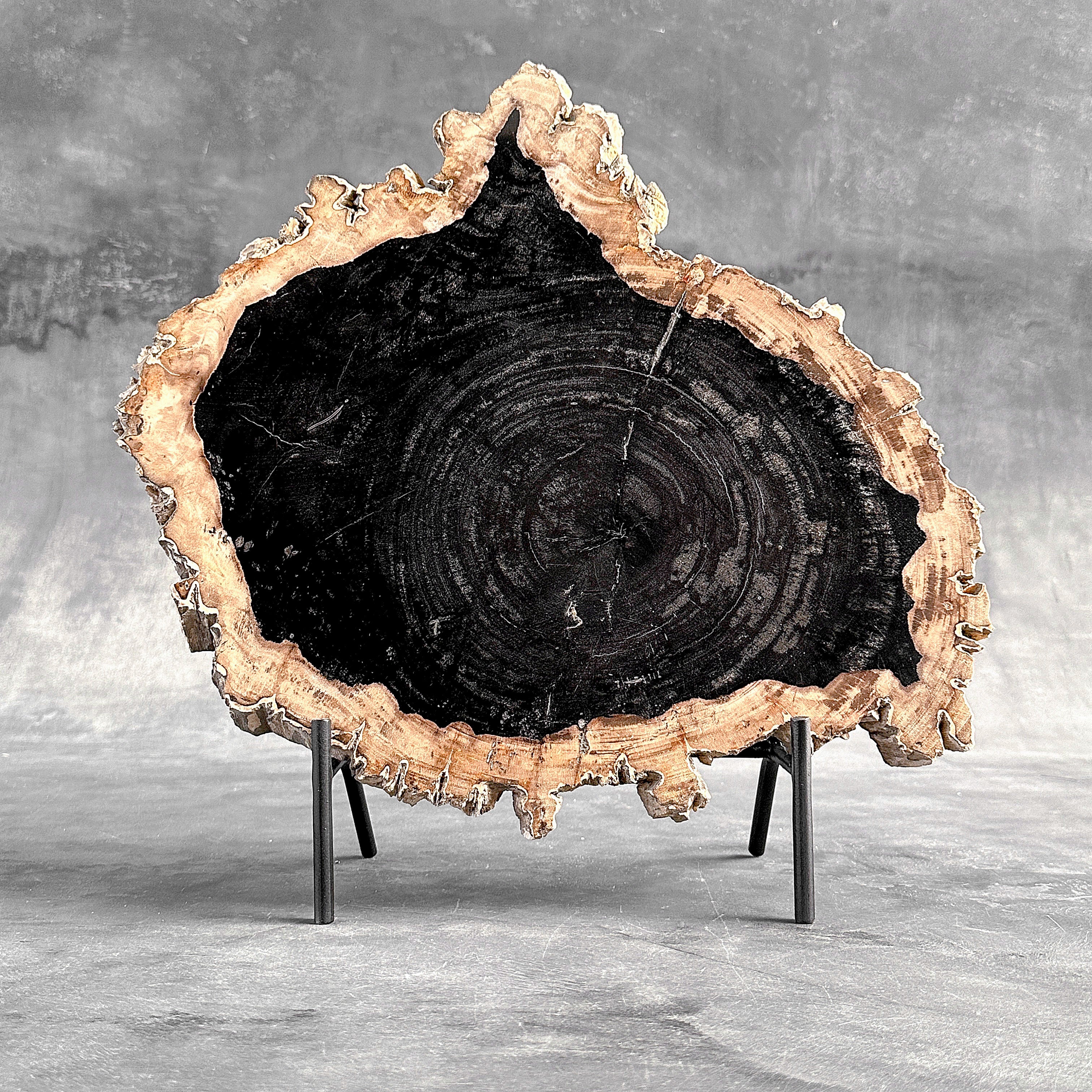 Beautiful Slice of Petrified Wood on stand - O5/167