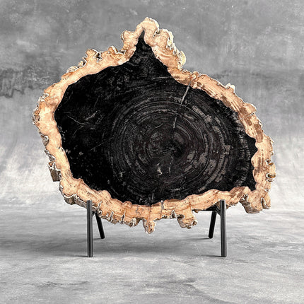 Beautiful Slice of Petrified Wood on stand - O5/167