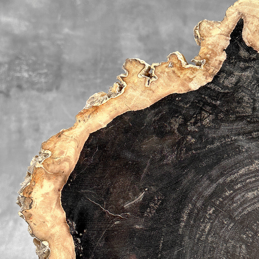 Beautiful Slice of Petrified Wood on stand - O5/167