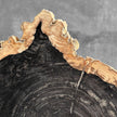 Beautiful Slice of Petrified Wood on stand - O5/167