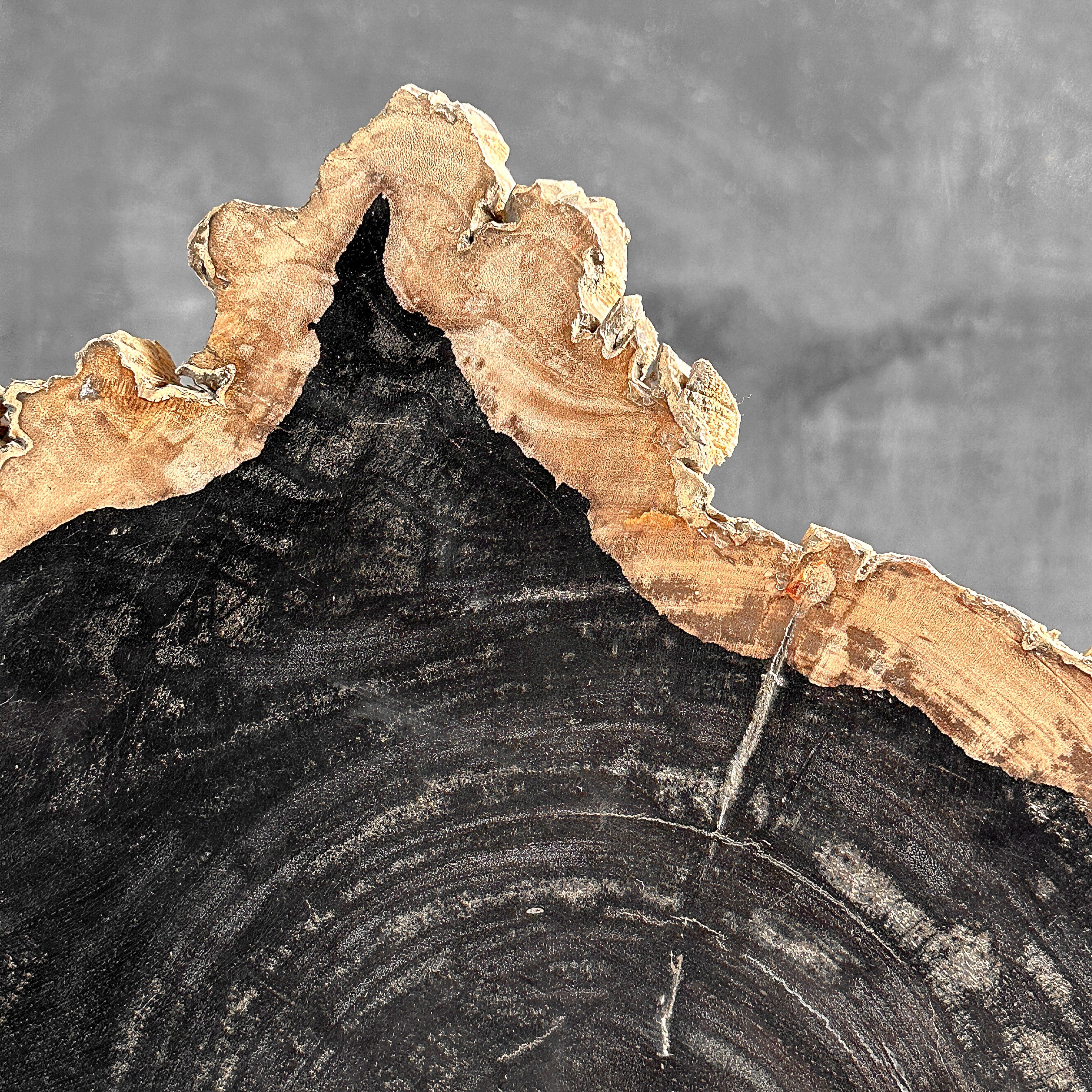 Beautiful Slice of Petrified Wood on stand - O5/167