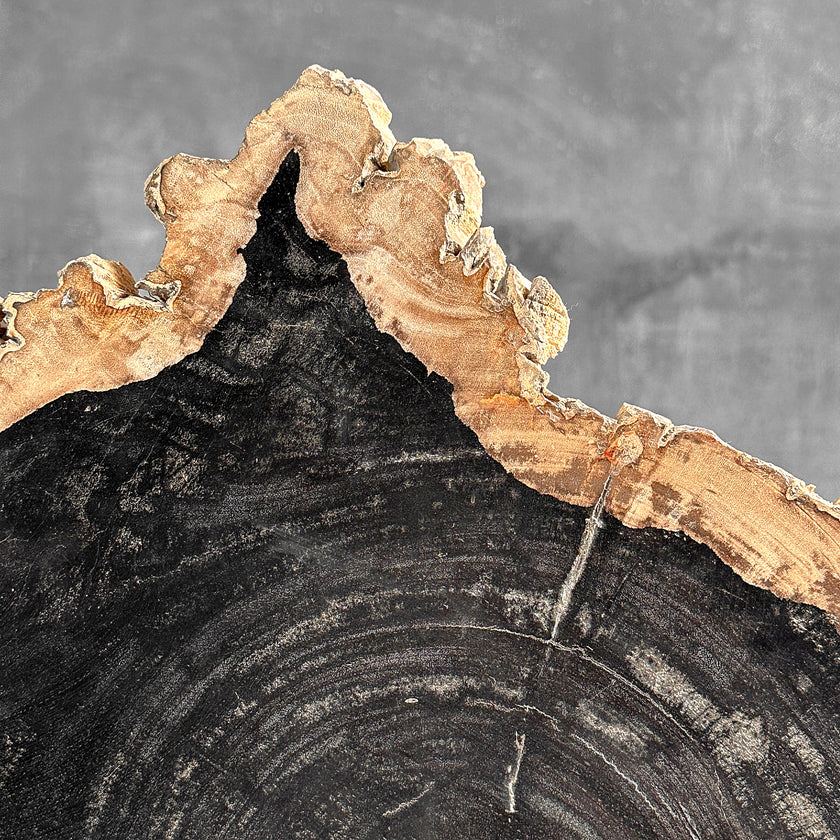 Beautiful Slice of Petrified Wood on stand - O5/167