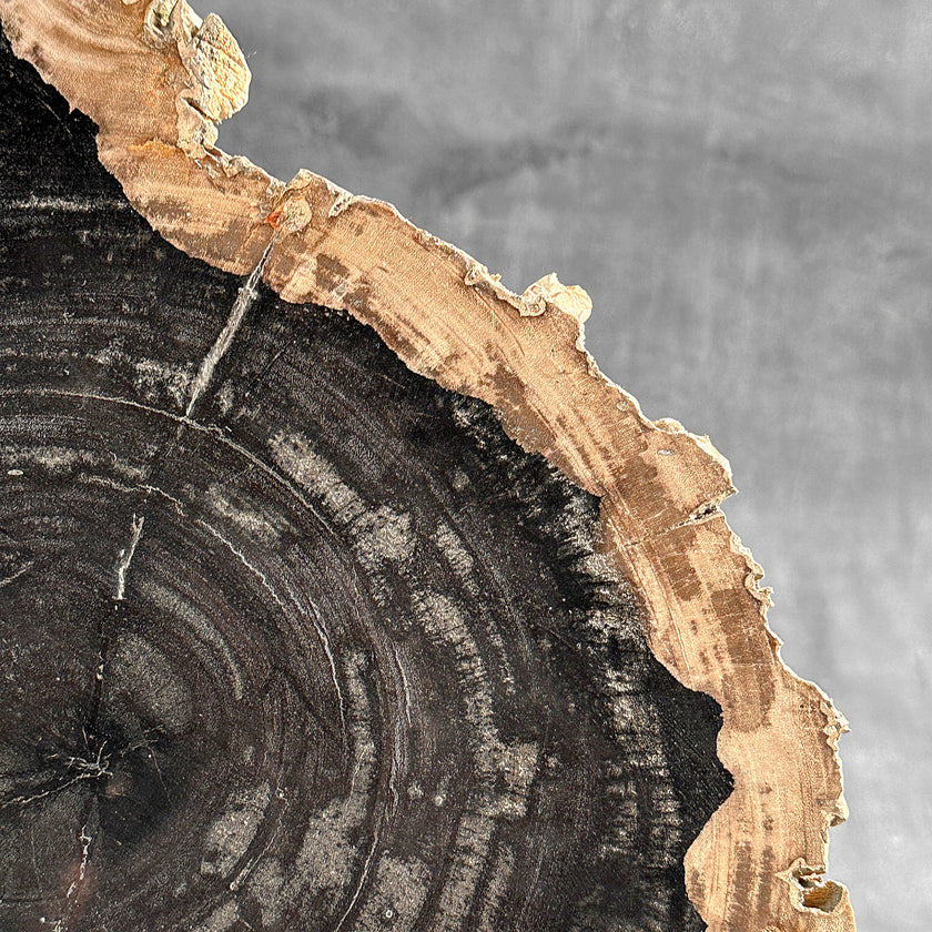 Beautiful Slice of Petrified Wood on stand - O5/167