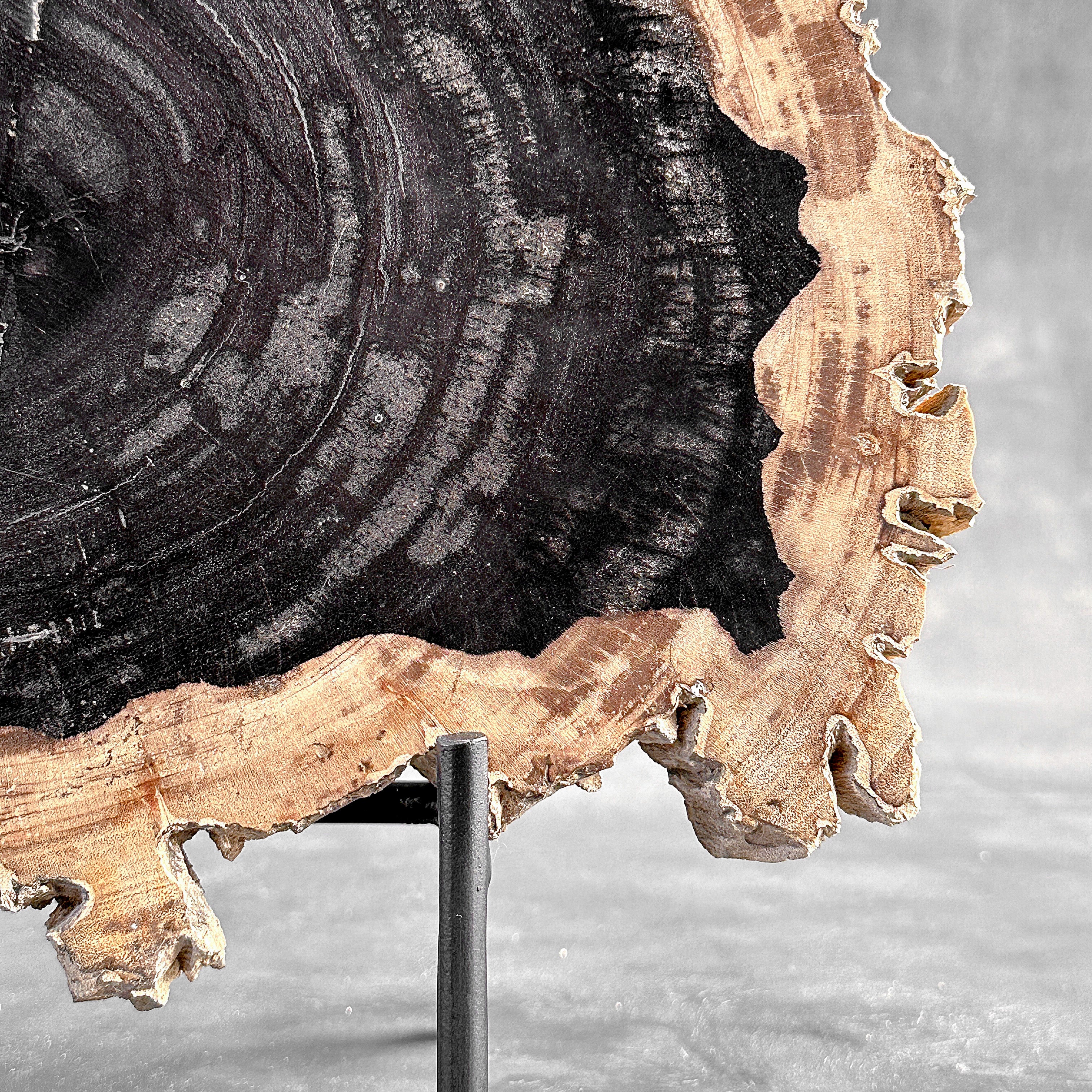 Beautiful Slice of Petrified Wood on stand - O5/167