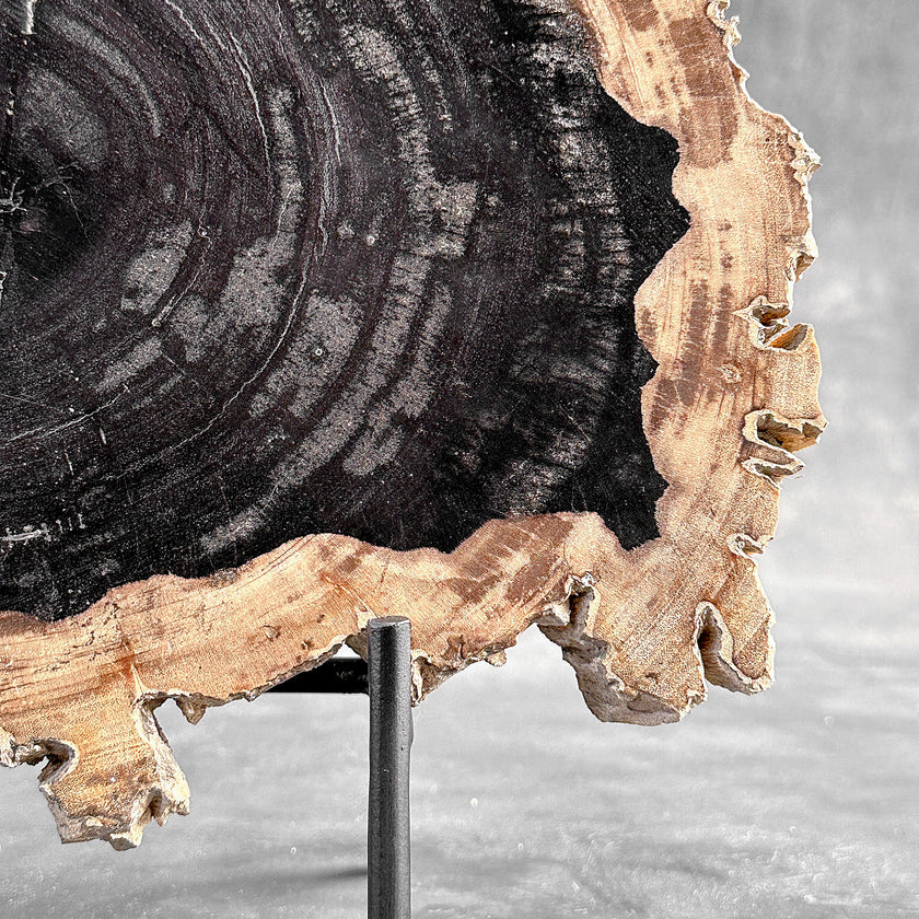 Beautiful Slice of Petrified Wood on stand - O5/167