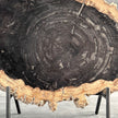 Beautiful Slice of Petrified Wood on stand - O5/167