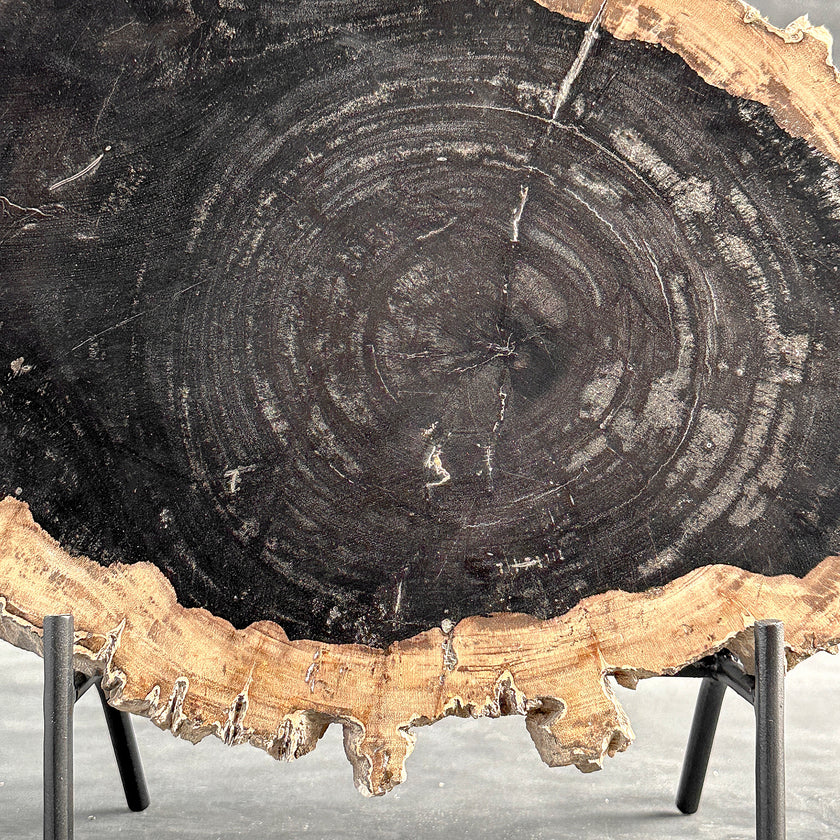 Beautiful Slice of Petrified Wood on stand - O5/167