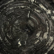 Beautiful Slice of Petrified Wood on stand - O5/167