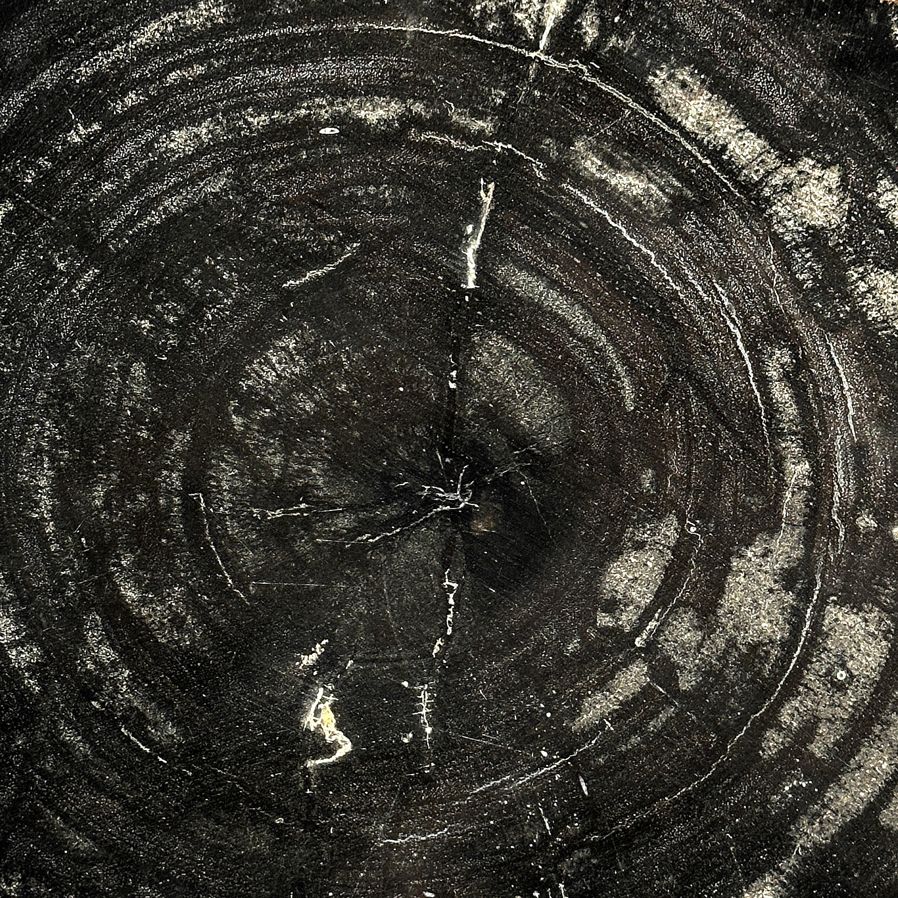 Beautiful Slice of Petrified Wood on stand - O5/167